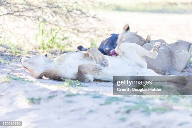 a lion has a well deserved nap in the sand after a big meal, kgalagadi transfrontier park, south africa - kicker rock stock pictures, royalty-free photos & images