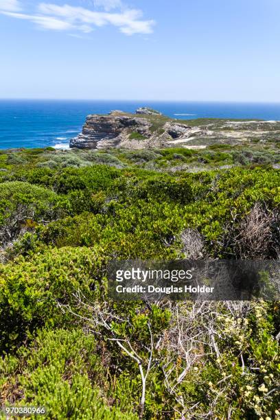 the cape point national park has many walkways and hiking areas, with beautiful views of the atlantic ocean and unique flora and fauna and wildlife. cape point, south africa. - south atlantic ocean stock pictures, royalty-free photos & images