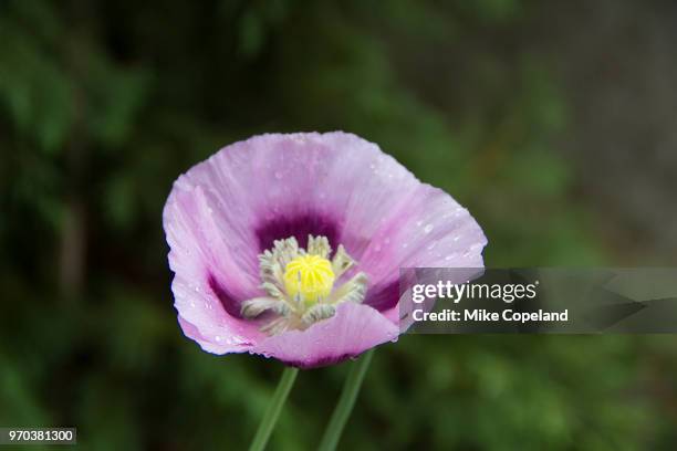 the purple petals of a breadseed poppy flower (papaver somniferum) aka the opium poppy which is grown commercially for its edible seeds and for ornamental purposes, photographed here in a garden in paarl, western cape, south africa. - cape winelands imagens e fotografias de stock
