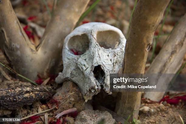an old skull of a chacma baboon (papio ursinus), aka the cape baboon, with large cavities for eyes and a smaller one for the nose, decorates a dry succulent garden in paarl, western cape, south africa - baboon stock pictures, royalty-free photos & images