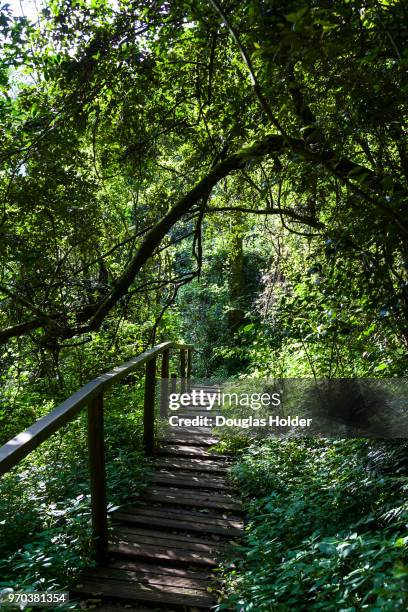 the walkway to the madonna and child waterfall in the hogback forest, hogsback, eastern cape, south africa. - hogsback stock pictures, royalty-free photos & images