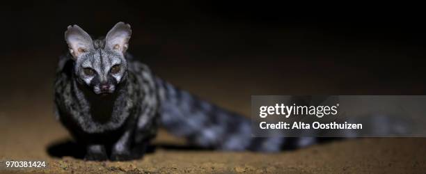 genet photographed at night using a spotlight sitting and waiting for food - witsand nature reserve south africa - camouflaged cat ストックフォトと画像