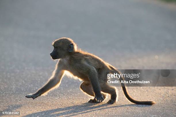 young baboons playing in the late afternoon sun - lethaba, kruger national park south africa - omnivorous stock pictures, royalty-free photos & images