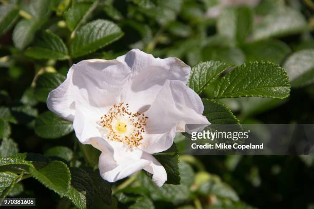 the rosa canina, commonly known as a dog rose, is a wild climbing rose species also regarded as a heritage, heirloom, historic or old garden rose and seen here growing on the boschendal estate, groot drakenstein, western cape, south africa. - ca nina stock pictures, royalty-free photos & images