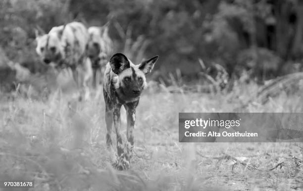 pack of african wild dogs hunting for food in the bush in artistic conversion - timbavati nature reserve south africa - savage dog fotografías e imágenes de stock