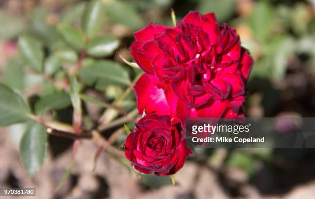 heritage roses (aka heirloom, antique, historic or old garden roses) are the predecessors of todays modern hybrid varieties and have a delicate beauty and wonderful perfume not often found in modern roses. this beautiful red bloom of the rosa variety gro - todays fotos stock-fotos und bilder