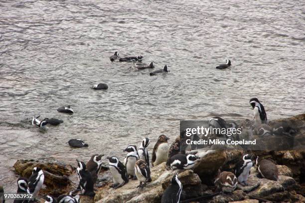 a land-based breeding colony of african penguins (spheniscus demersus) bask and swim in the cold atlantic ocean at the stoney point nature reserve near betty's bay in the western cape of south africa. - south atlantic ocean stock pictures, royalty-free photos & images