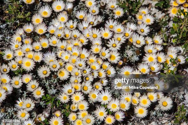 vygies, aka stone plants and belonging to the genus mesembryanthemum, growing wild and flowering on the coast near onrust town in the western cape of south africa. - barrilha imagens e fotografias de stock