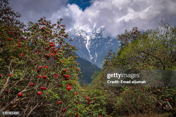 yumthang valley, sikkim, india - valley of flowers uttarakhand stockfoto's en -beelden