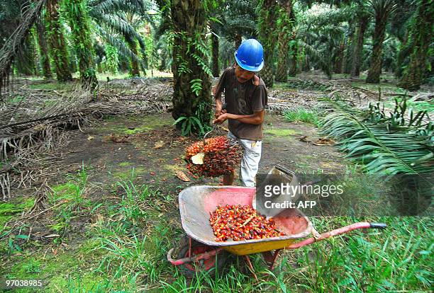 In this photograph taken on February 19, 2010 a worker collects harvested palm oil fruits at a plantation in Pangkalan Bun in Central Kalimantan. The...
