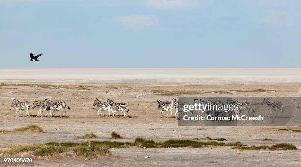 hartmann's mountain zebra in etosha pan - mountain zebra nationalpark stock-fotos und bilder