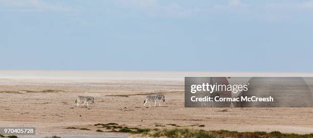 3 hartmann's mountain zebra (equus zebra hartmannae) in the etosha pan - cebra de montaña fotografías e imágenes de stock