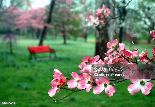 pink dogwood blossoms in park near red bench - dogwood blossom fotografías e imágenes de stock