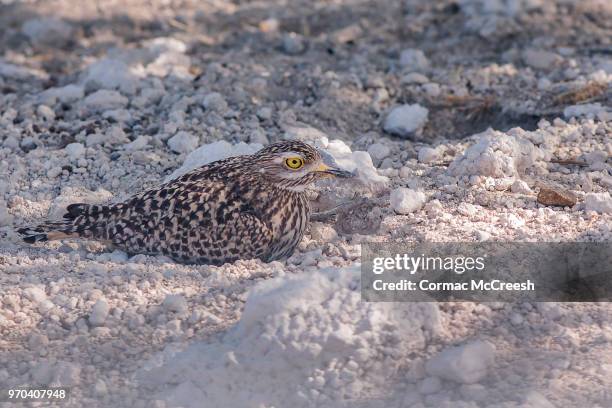 nesting spotted thick knee (burhinus capensis), etosha pan, namibia - spotted thick knee stock pictures, royalty-free photos & images
