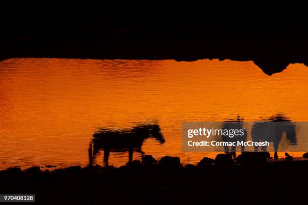 reflection of a trio of hartmann's mountain zebra in a waterhole at dusk, etosha pan, namibia - mountain zebra nationalpark stock-fotos und bilder