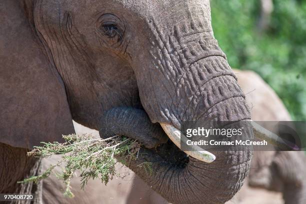 desert adapted elephant, namibia - desert elephant fotografías e imágenes de stock