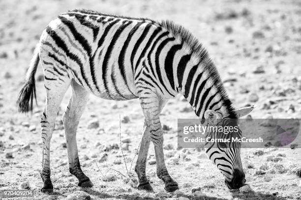 hartmann's zebra at waterhole, etosha pan, namibia - cebra de montaña fotografías e imágenes de stock