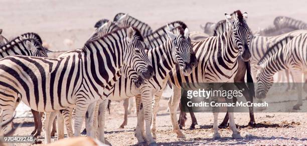 hartmann's zebra at waterhole, etosha pan, namibia - cebra de montaña fotografías e imágenes de stock