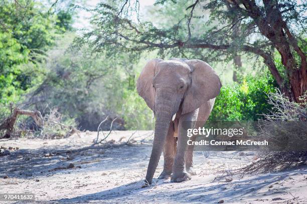 desert adapted elephant, namibia - desert elephant stock pictures, royalty-free photos & images