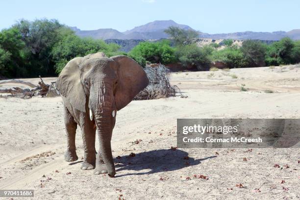 desert adapted elephant, namibia - desert elephant stock pictures, royalty-free photos & images