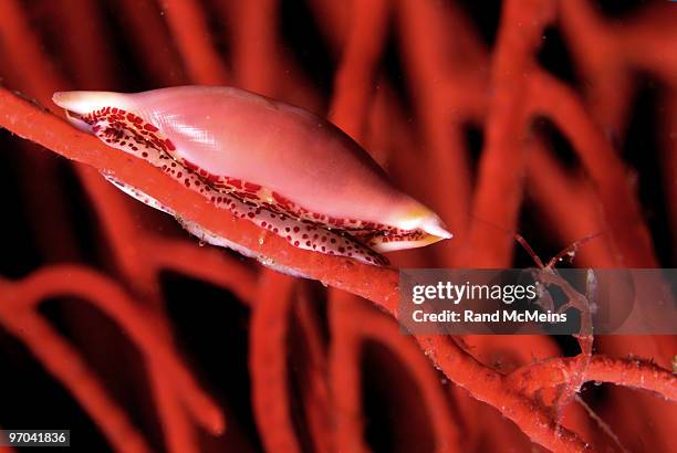 snail and skeleton shrimp on gorgonian - skeleton shrimp stock pictures, royalty-free photos & images