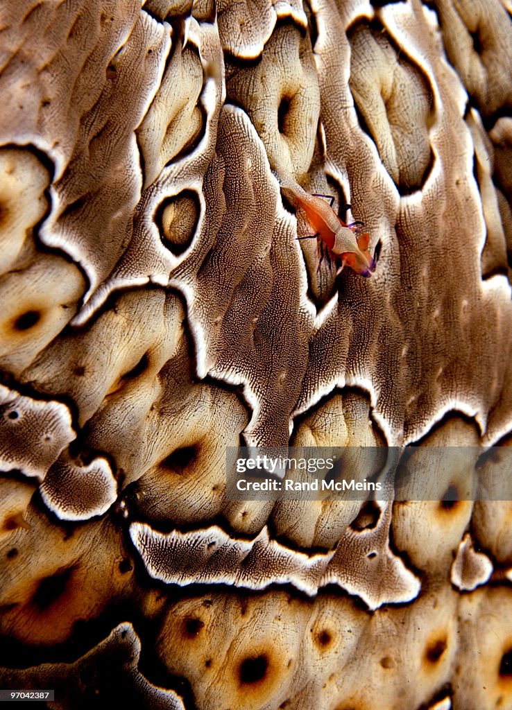 Shrimp on Sea cucumber
