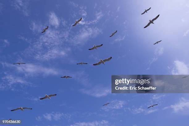 flight of gulls in a blue sky - eric schaeffer stock pictures, royalty-free photos & images