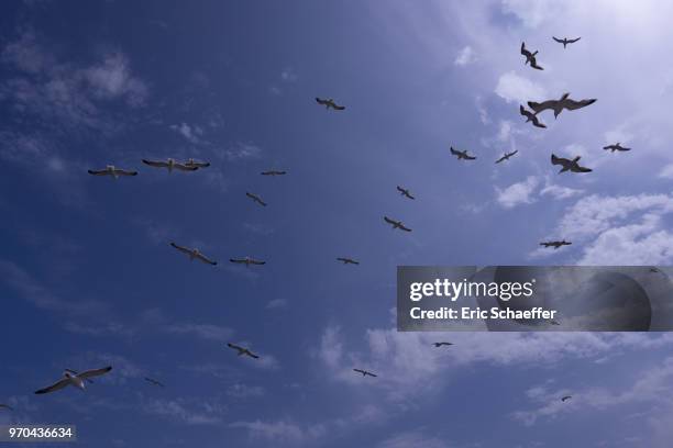 flight of gulls in a blue sky - eric schaeffer bildbanksfoton och bilder