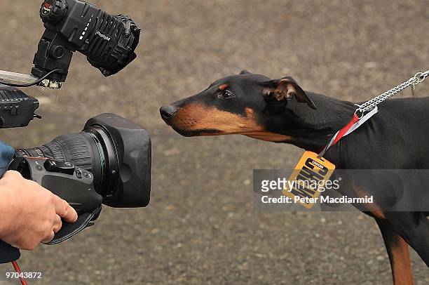 Manchester terrier dog wearing a Union Crew badge looks into a television camera as British Airways cabin crew arrive at Kempton Park Racecourse for...