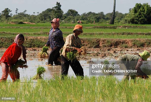 Poor Rice Field Rice Field Cambodia Photos and Premium High Res Pictures - Getty Images