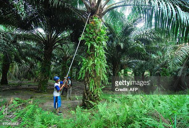 In this photograph taken February 19, 2010 workers harvest oil palm fruits at a plantation in Pangkalan Bun in Central Kalimantan. The oil seed is...