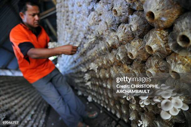 By Rachel O'BRIEN In this picture taken on January 10, 2010 Thai farmer Pichit Peema collects mushrooms at his farm where he started an innovative...