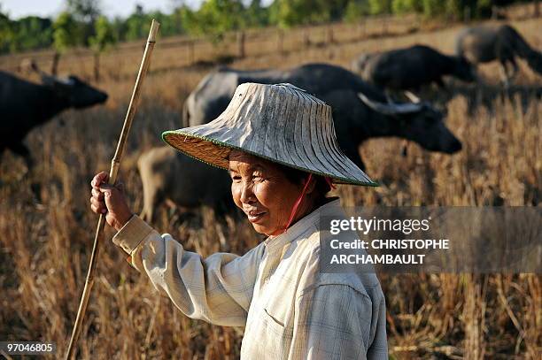 By Rachel O'BRIEN In this picture taken on January 13, 2010 a Thai woman leads her buffaloes through a field outside a village on the outskirts of...