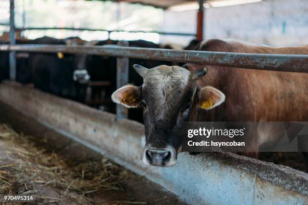 curiuos cow looking at camera on dusty ranch - abondance stock pictures, royalty-free photos & images