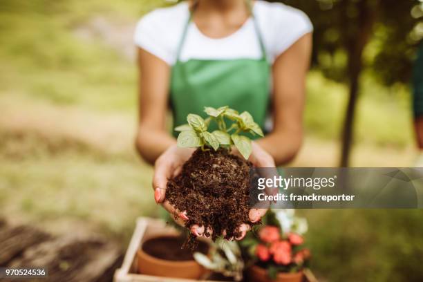 taking care of the plant - sow stock pictures, royalty-free photos & images