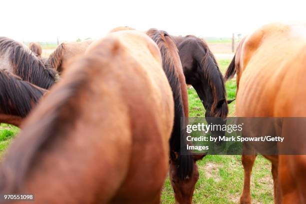 horse photography - strathroy ontario stock-fotos und bilder