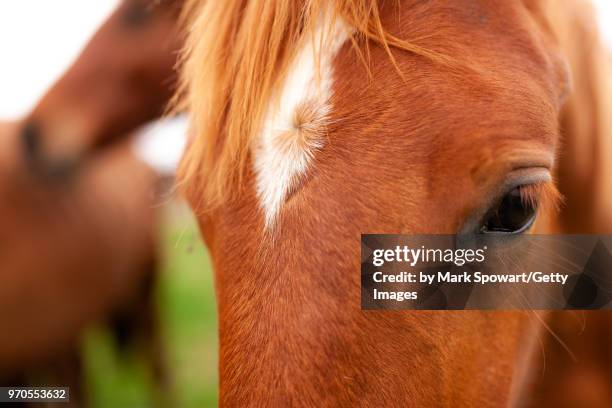 horse photography - strathroy ontario stock-fotos und bilder