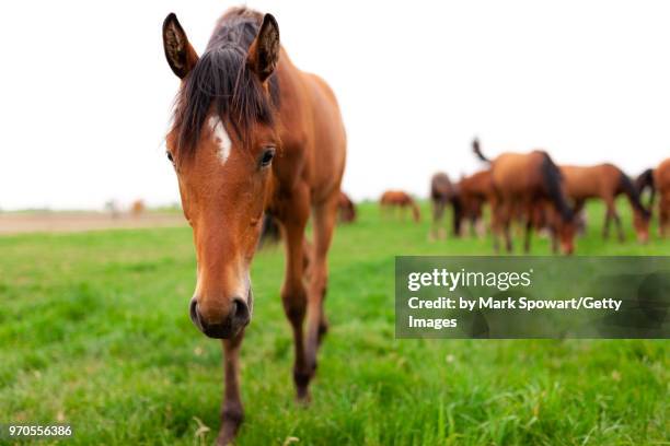 horse photography - strathroy ontario stock-fotos und bilder