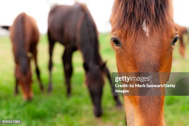 horse photography - strathroy ontario stock-fotos und bilder