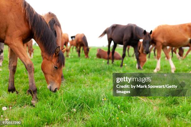 horse photography - strathroy ontario stock-fotos und bilder