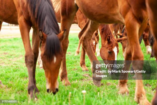 horse photography - strathroy ontario stock-fotos und bilder