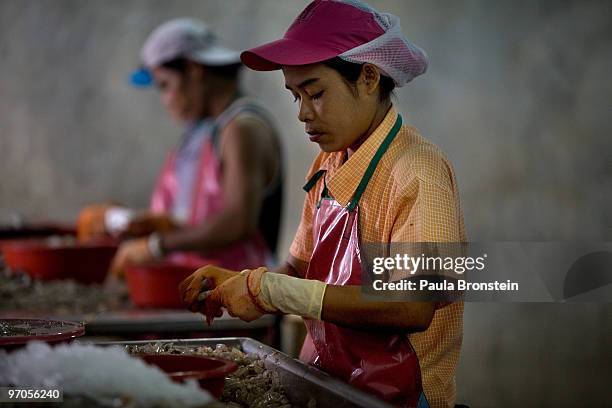 Burmese migrants workers peel shrimp at a shrimp factory February 25, 2010 in Mahachai, Thailand. Migrant workers, mostly Burmese, are running into...