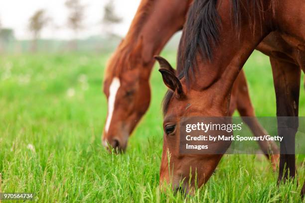 horse photography - strathroy ontario stock-fotos und bilder