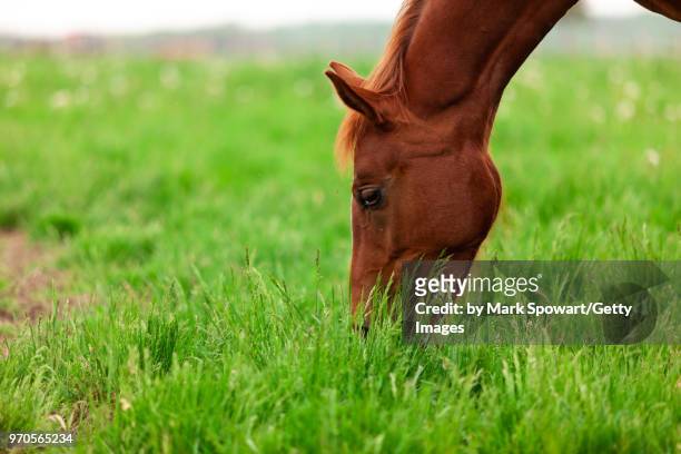 horse photography - strathroy ontario stock-fotos und bilder