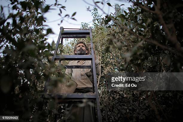 Abdul Ahmed Ali dusts crops of the narcotic qat in a farm outside the Yemeni capital Sana'a January 19, 2010 in Sana'a, Yemen. It is estimated that...