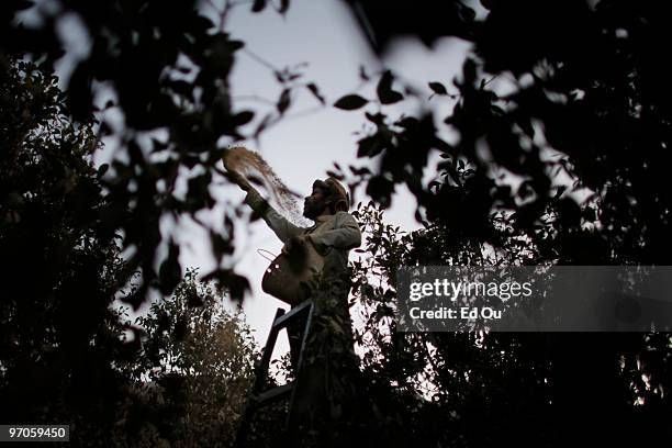 Abdul Ahmed Ali dusts crops of the narcotic qat in a farm outside the Yemeni capital Sana'a January 19, 2010 in Sana'a, Yemen. It is estimated that...