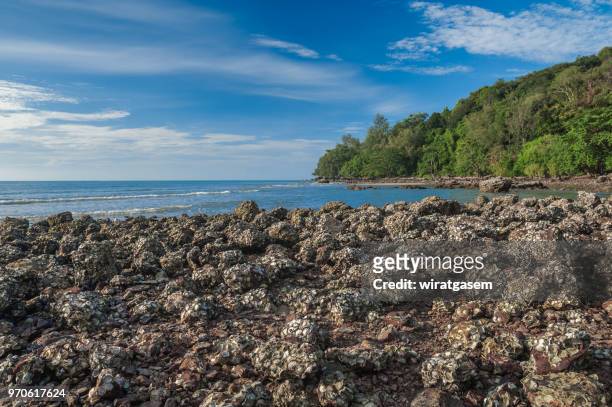 landscape of beautiful coast include in the beach with stone yard of oyster, blue sky and green mountain. - wiratgasem stock pictures, royalty-free photos & images