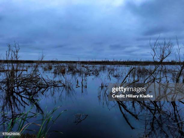 swamp in florida - florida swamp night stock pictures, royalty-free photos & images