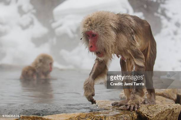 two snow monkeys fighting in the water - macaque fight stock-fotos und bilder