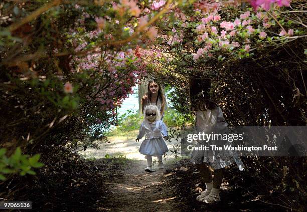 May 2007 CREDIT: Katherine Frey / TWP. Brookeville, MD. Brighton Azalea Garden Alia Olmedo of Baltimore helps her cousin Erin Madruga through a...